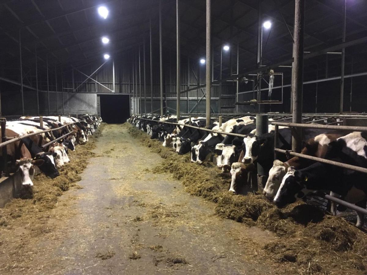 Noord-Hollands Hof Dream Leilighet Spijkerboor Eksteriør bilde