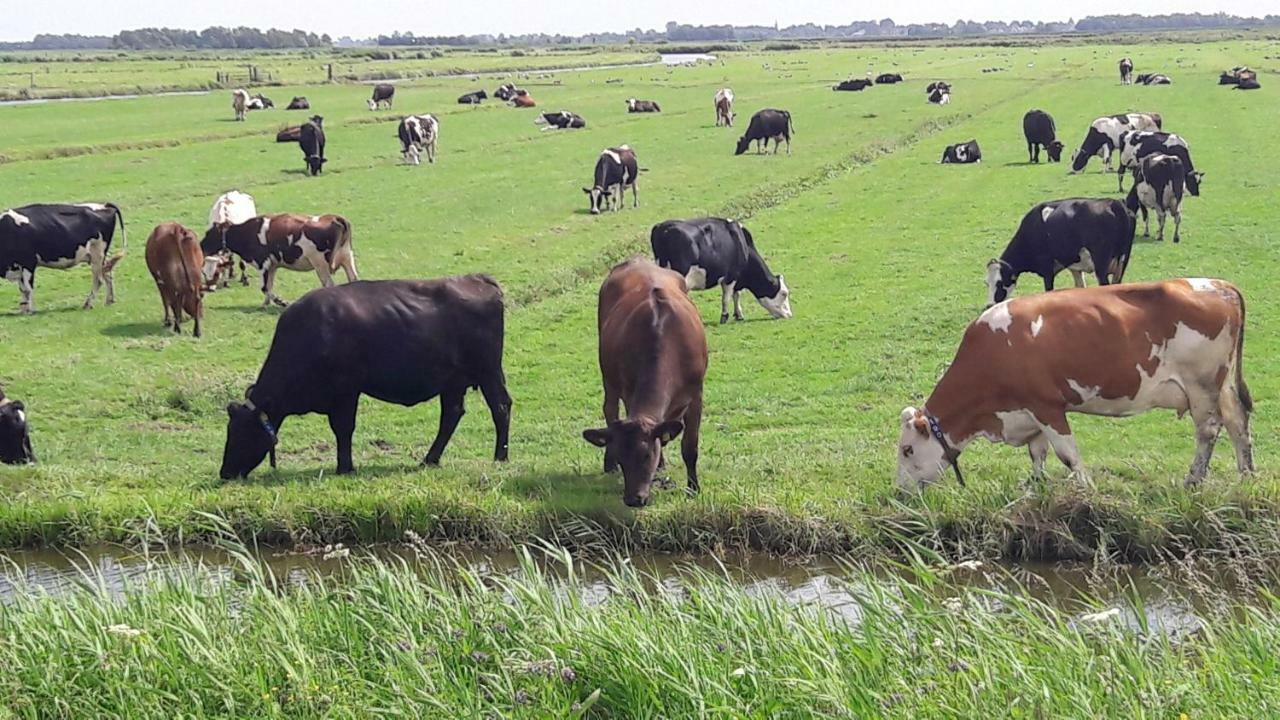 Noord-Hollands Hof Dream Leilighet Spijkerboor Eksteriør bilde